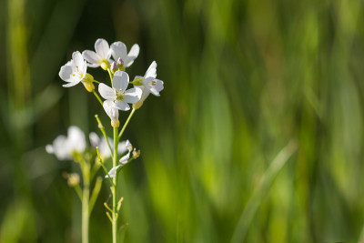 Cuckoo-flower宏
