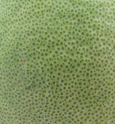 柚子皮的特写