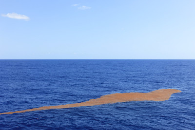 漂浮在海洋上的海藻