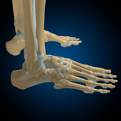 人体骨骼关节和韧带解剖医学概念3D