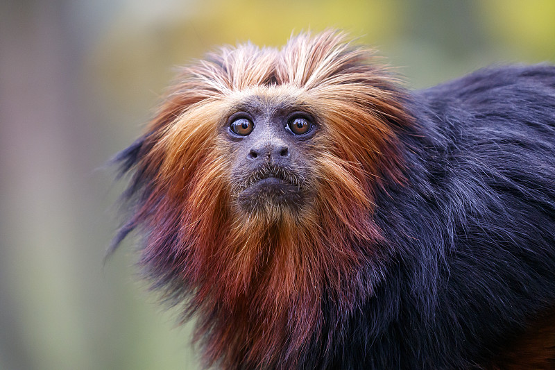 近距离观察栖息在栖息地的金头狮绢毛猴(Leontopithecus chrysomela)