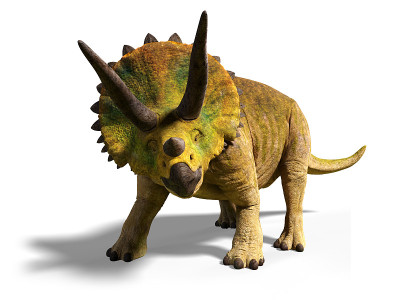 生活在6600万到6800万年前白垩纪晚期的恐怖三角龙(3d渲染，白色背景上有阴影)