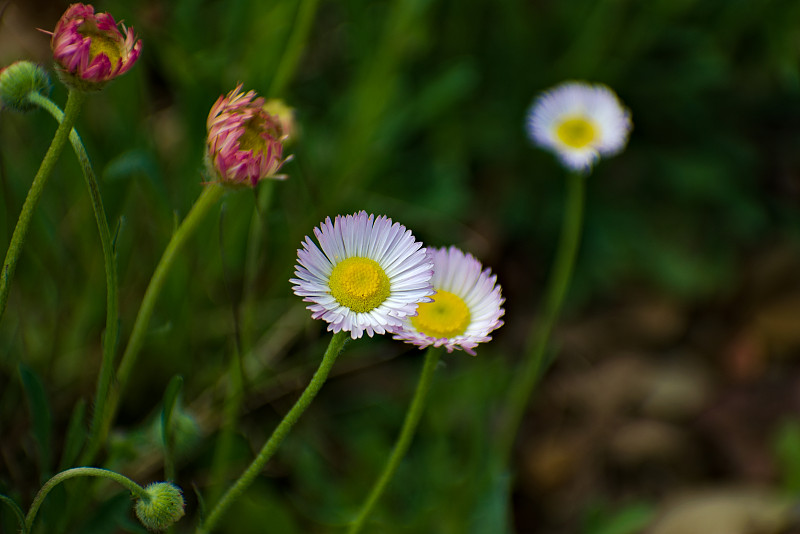 美丽的巧克力花和花蕾