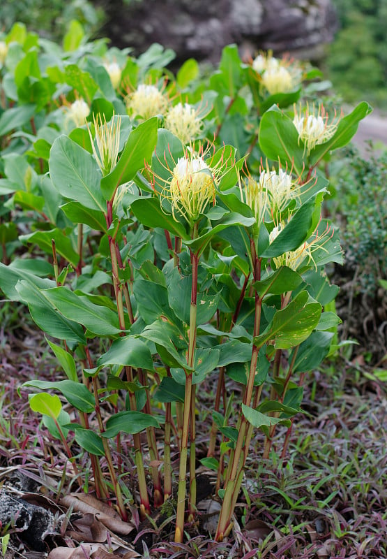 岩石蝴蝶莉莉