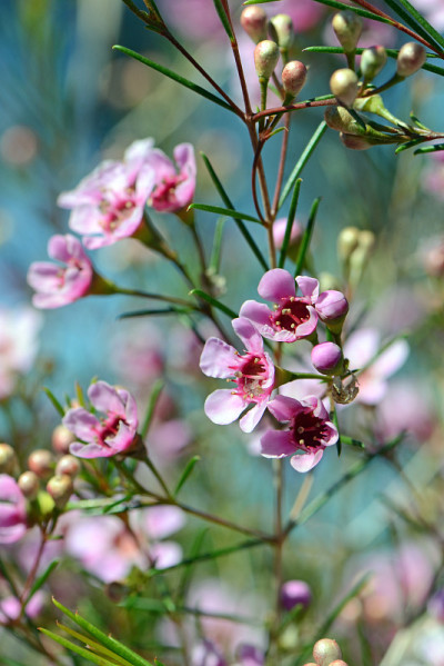 一种澳大利亚本土的金耳顿蜡品种的粉红色花，CWA Pink，金龟子，桃金娘科