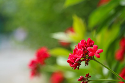 棉叶麻疯树红色的花和绿色的叶子