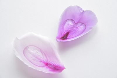 牡丹花瓣