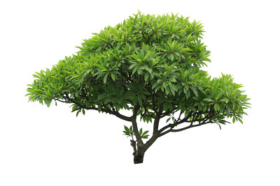 plumeria树隔离