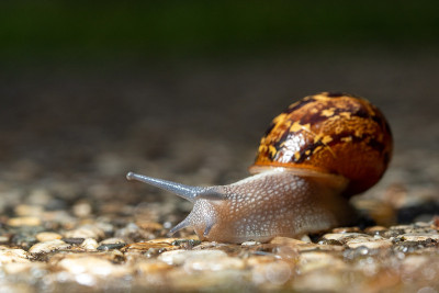 花园蜗牛crawlingA关闭