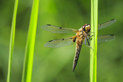 一个四斑点追逐蜻蜓昆虫，Libellula quadrimaculata的特写