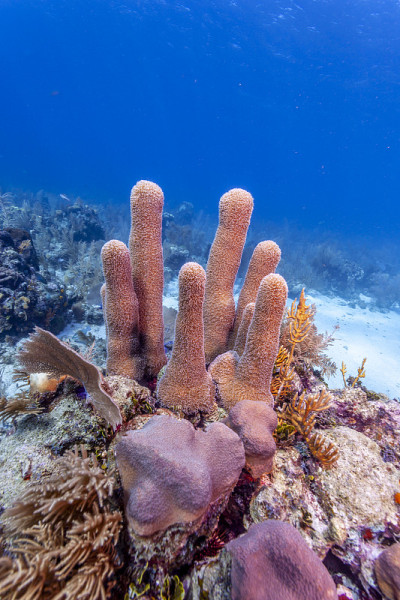 珊瑚礁