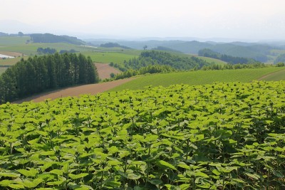 日本北海道的风景