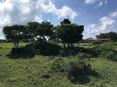 竹美岛的乡村风光