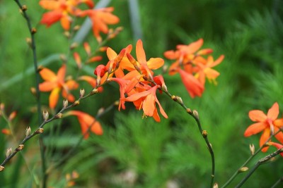Crocosmia