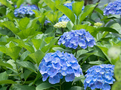 绣球花雨后盛开