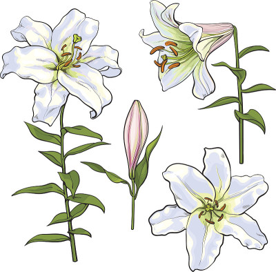 一套手绘白百合花，侧面，俯视图