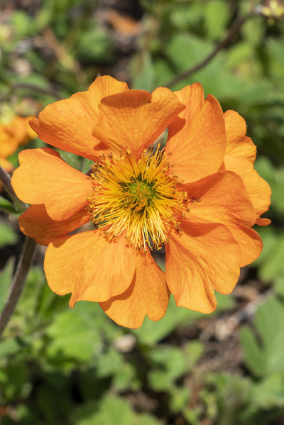 Geum’Fireball’
