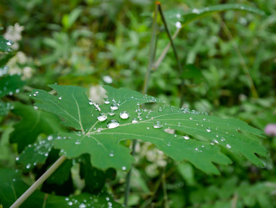雨点接雨点