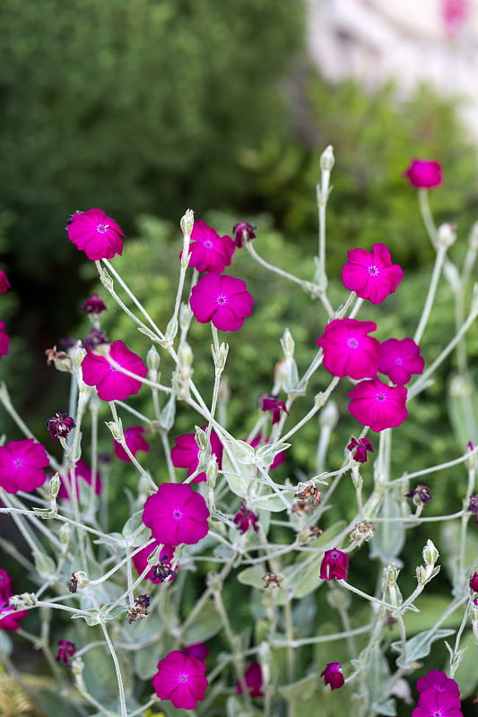 玫瑰剪枝(Lychnis coronaria)花坛