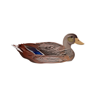 Female wild duck