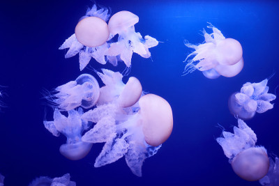 一群漂浮在海洋中的白色水母