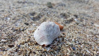 海贝、长春螺、贻贝、蛤、沙岸