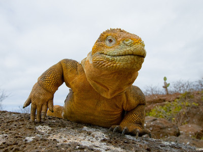 The land iguana sitting on the rocks.