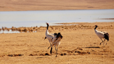 Grus japonensis