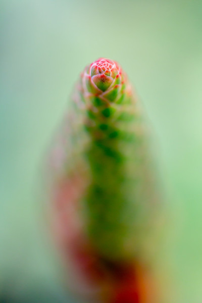 芦荟树