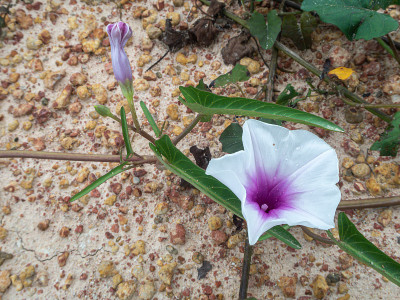 美丽的近距离紫色牵牛花在地上。