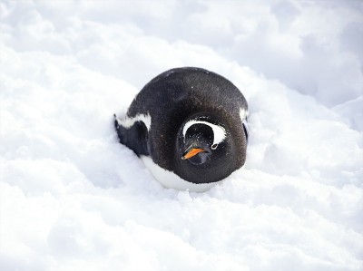 企鹅雪走