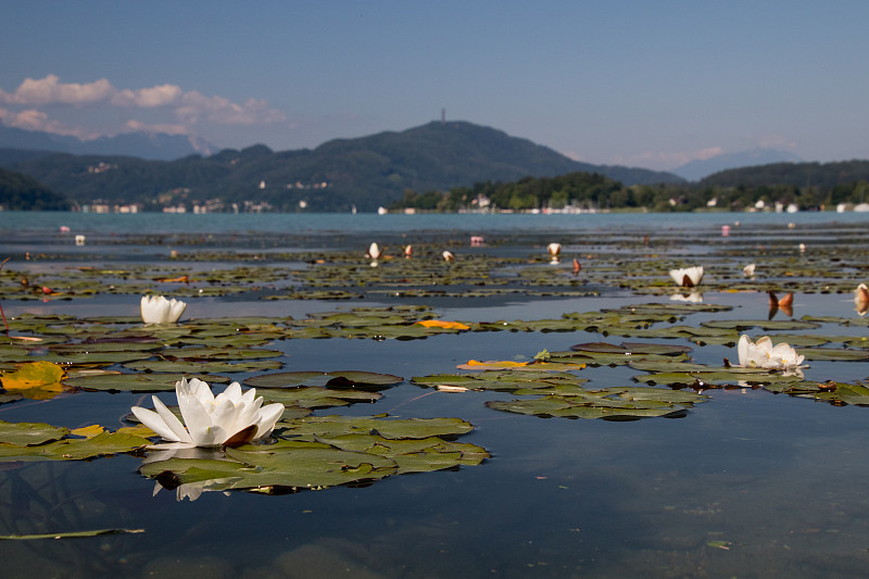 睡莲在Wörthersee