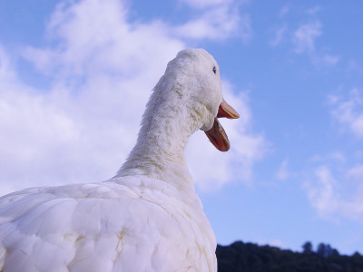 鸭说话