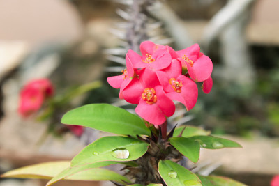 花