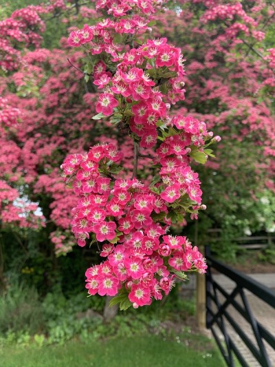 五月花盛开