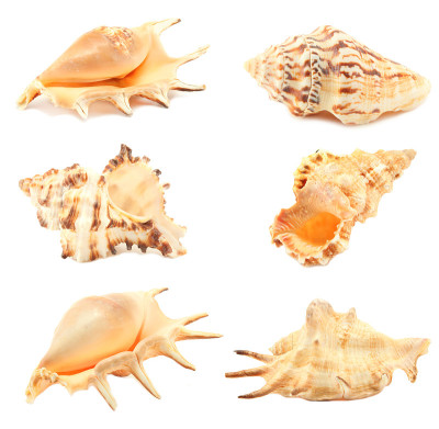海贝