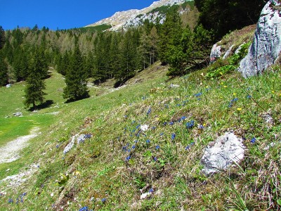 Alpine meadow in spring with spring gentian flower