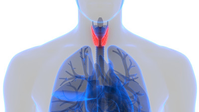 人体腺体腺叶甲状腺解剖学