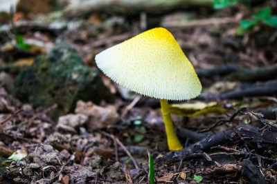 森林里蘑菇的鱼眼视图