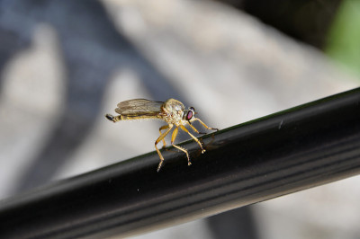 Robberfly (Fam;食虫虻科)