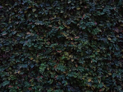 匍匐无花果植物