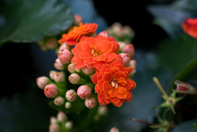 橙色花盛开