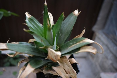 2019年春天，在家里种植菠萝的叶子，种植在一个普通的花盆里。
