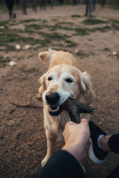 金毛猎犬在散步时咬了一根棍子