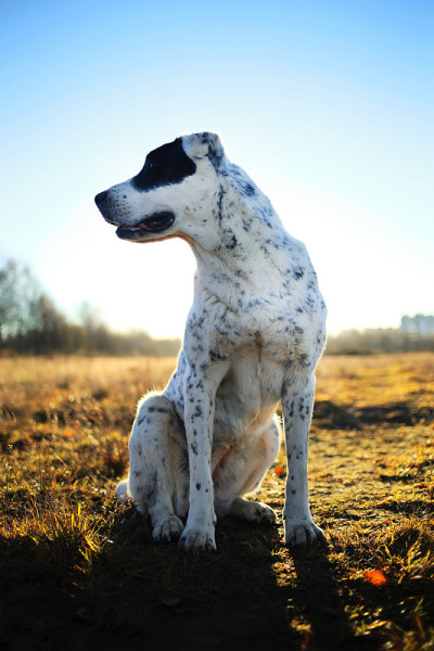 户外中亚牧羊犬肖像