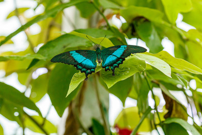 宏观美丽蝴蝶Papilio palinurus