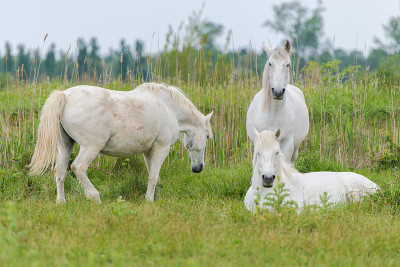 Camargue horses