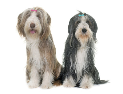 两个古代长须牧羊犬