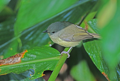 蓝山Vireo