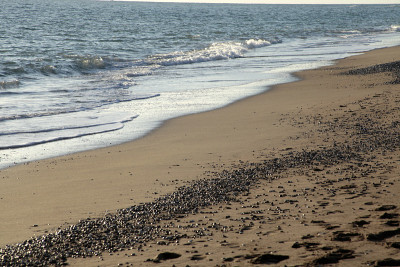 海
